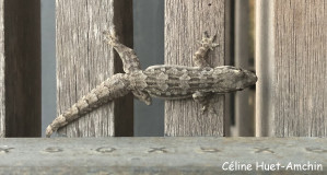 Gecko Chiang Mai Hang Dong Thaïlande Asie