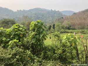 Sur la route entre Luang Prabang et Kuang Si Laos Asie