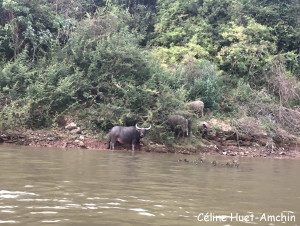 Sur le Mékong vers les grottes Laos Asie