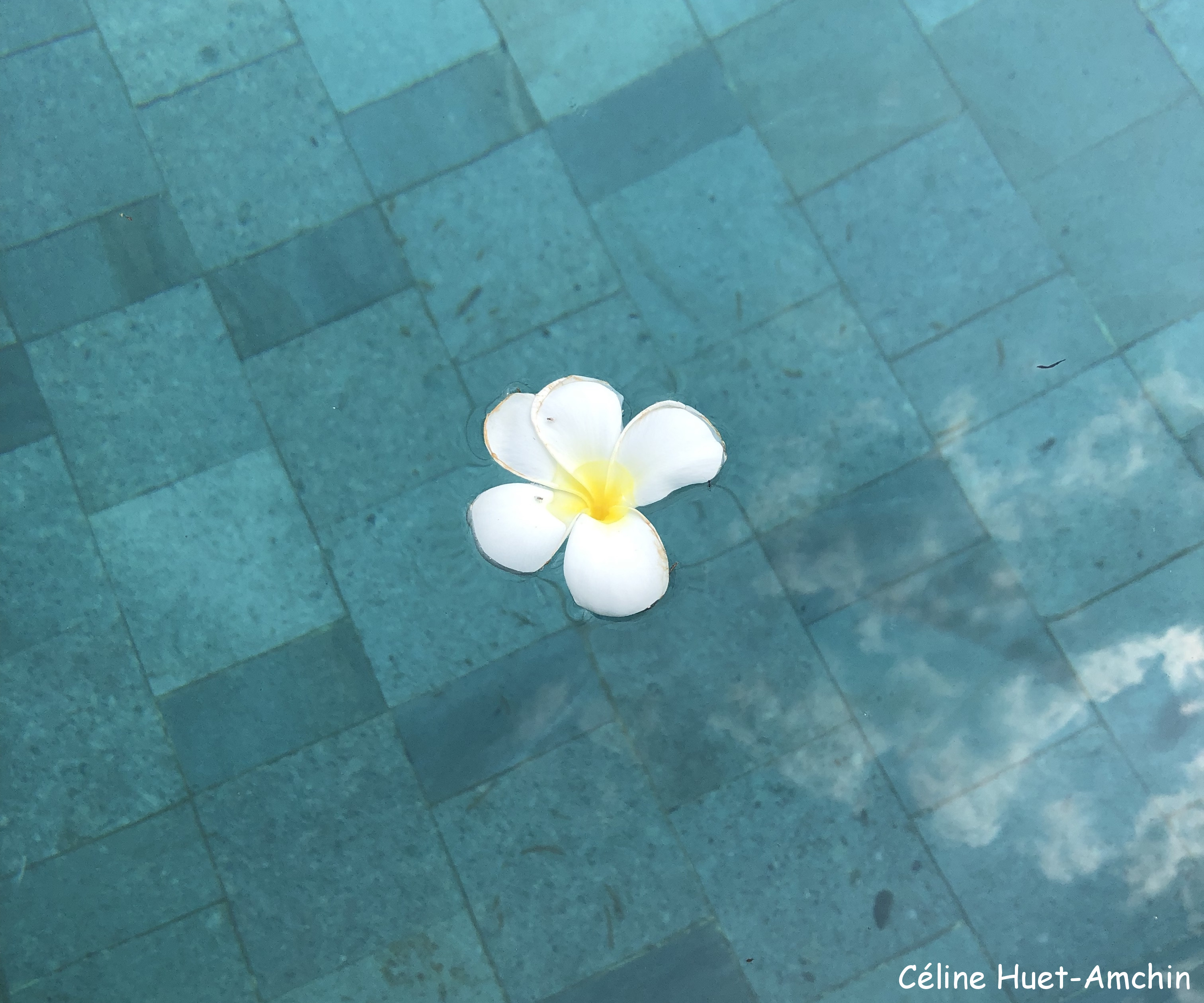 Fleur de frangipanier piscine 1/3 Hôtel Veranda High Resort Chiang Mai Hang Dong Thaïlande Asie