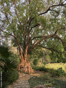 Buddha Tree Pha Tad Ke Botanical Garden Laos Asie