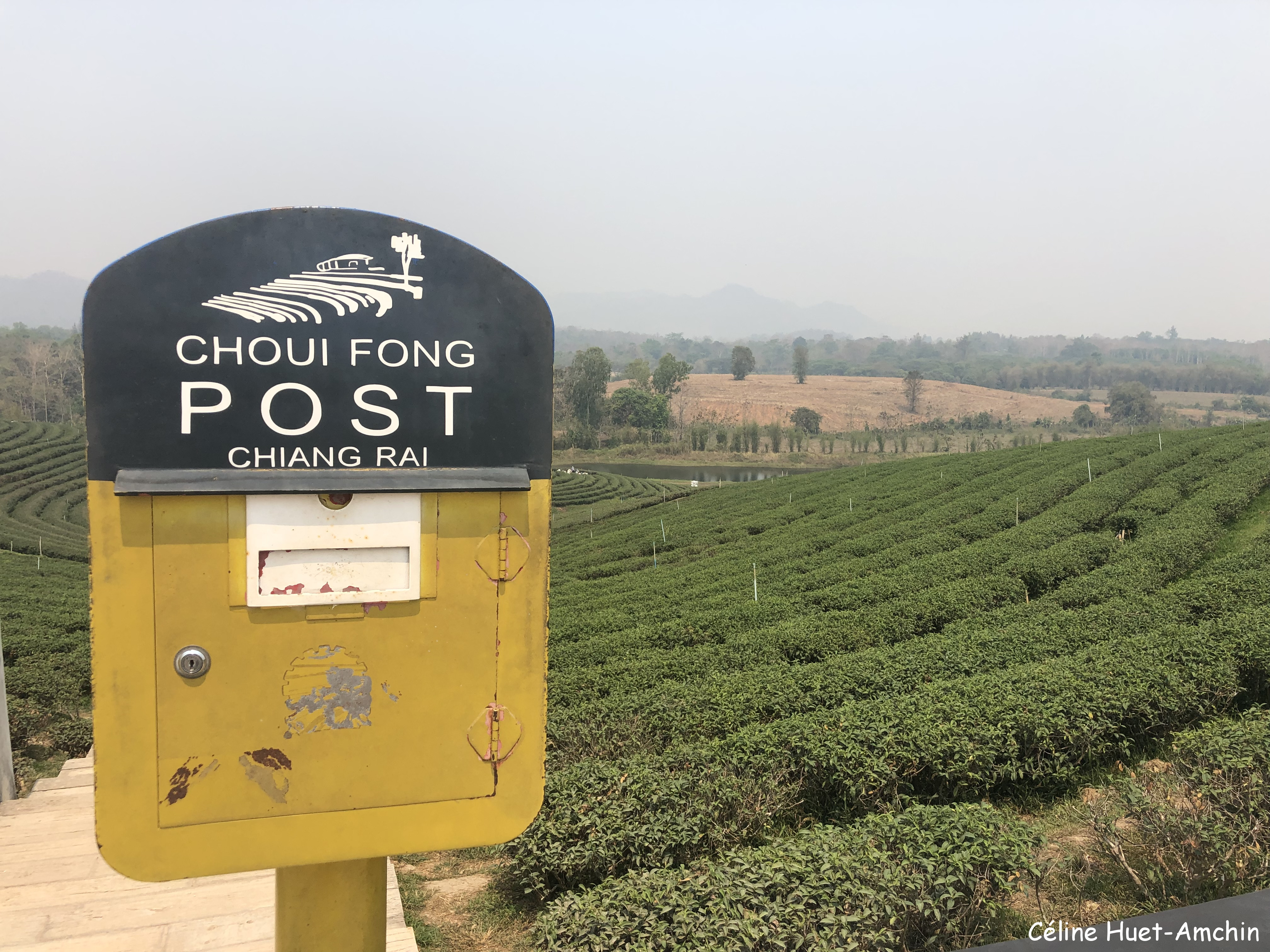 Choui Fong Tea Plantation Mae Chan Chiang Rai Thaïlande Asie