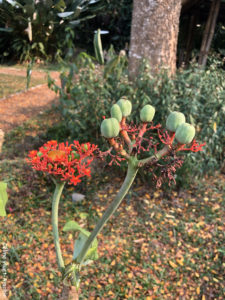 Pha Tad Ke Botanical Garden Laos Asie