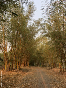 Pha Tad Ke Botanical Garden Laos Asie