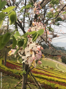 Doi Mae Salong Thaïlande Asie