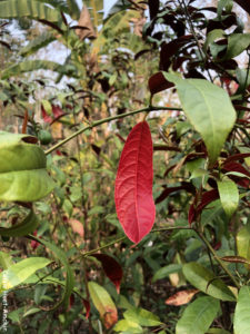 Pha Tad Ke Botanical Garden Laos Asie