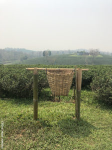 Choui Fong Tea Plantation Mae Chan Chiang Rai Thaïlande Asie