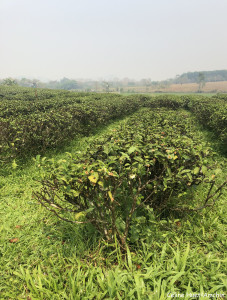 Choui Fong Tea Plantation Mae Chan Chiang Rai Thaïlande Asie