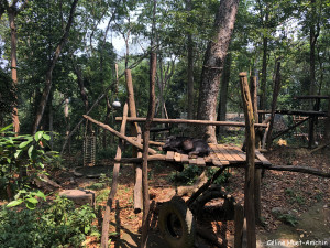 Centre de conservation des ours bruns d'Asie Kuang Si Laos