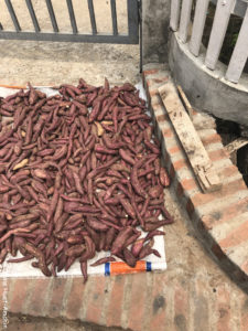 Légumes qui sèchent au soleil Luang Prabang Laos Asie