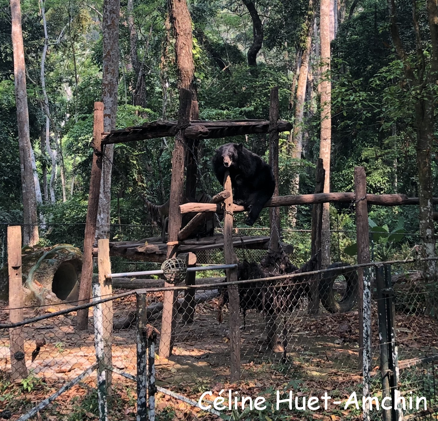 Centre de conservation des ours bruns d'Asie Kuang Si Laos