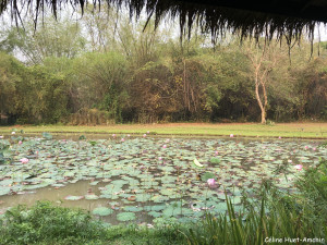 Pha Tad Ke Botanical Garden Laos Asie