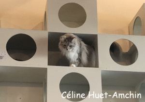 Catmosphère Cat Café Chiang Mai Thaïlande Asie