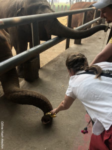 Elephant Nature Park Chiang Mai Thaïlande Asie