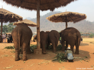 Elephant Nature Park Chiang Mai Thaïlande Asie