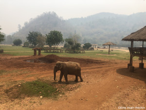 Elephant Nature Park Chiang Mai Thaïlande Asie