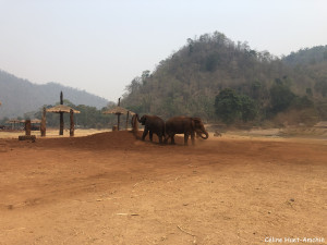 Elephant Nature Park Chiang Mai Thaïlande Asie