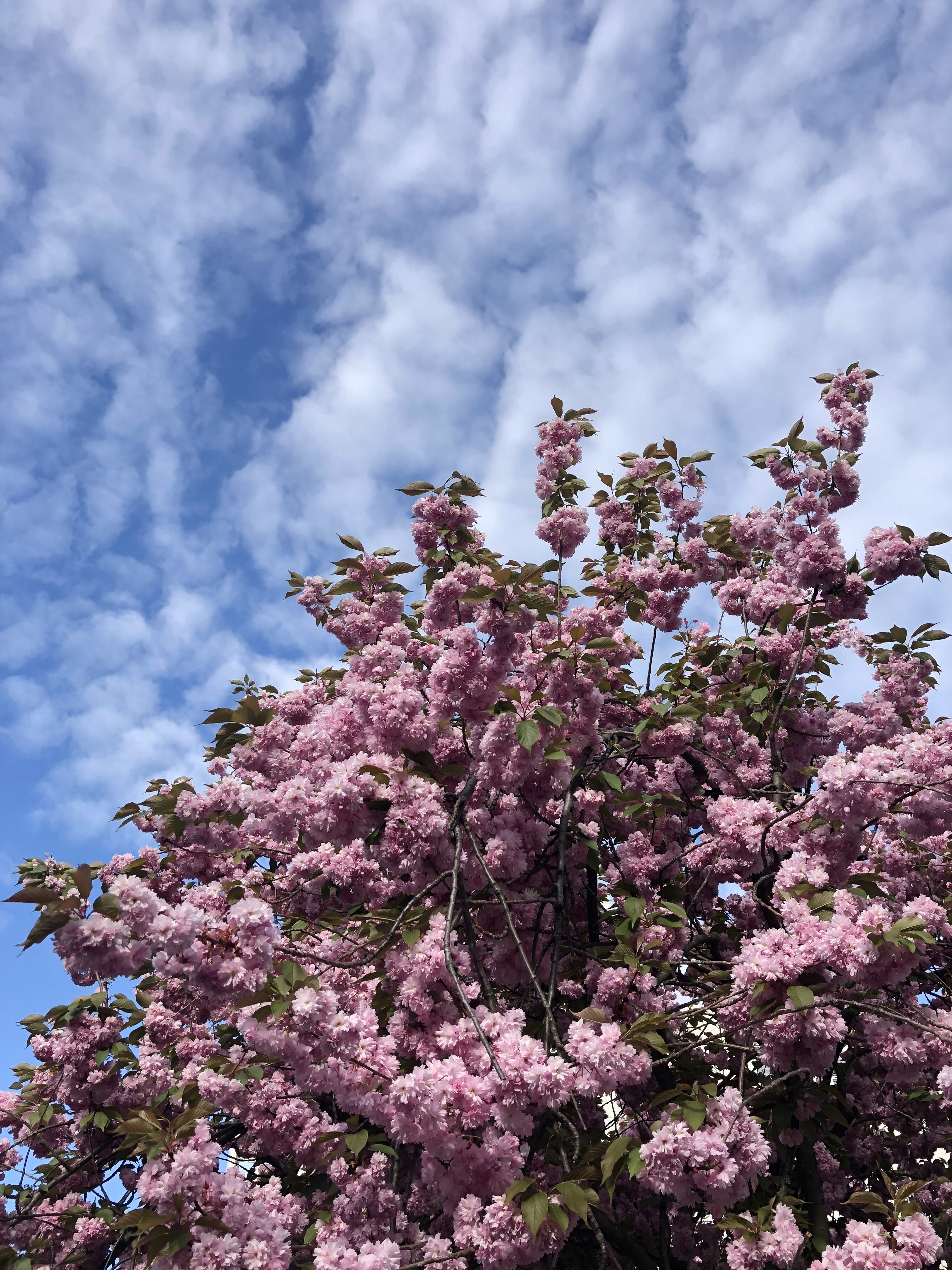 Cerisiers parisiens en fleurs