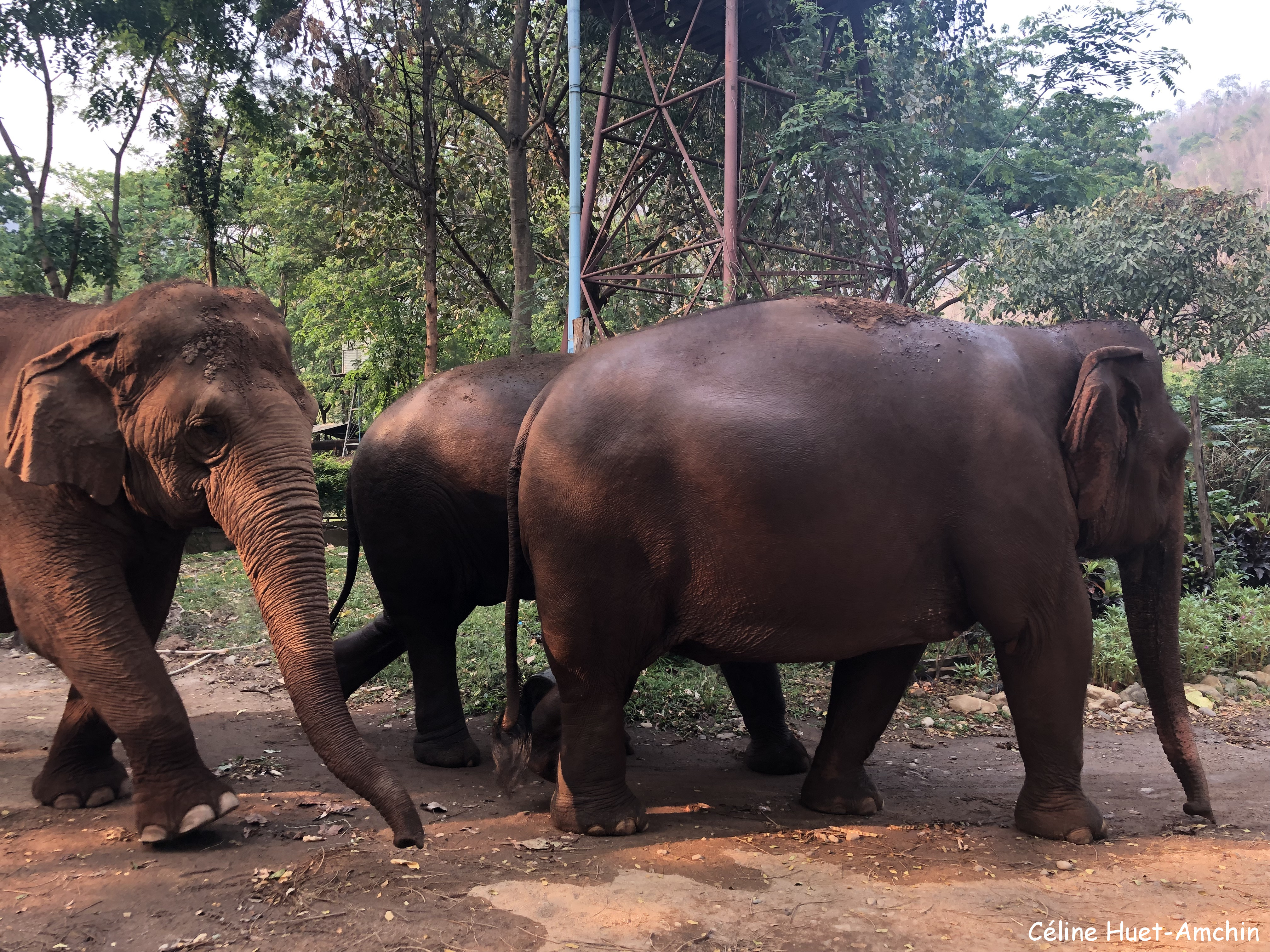 Elephant Nature Park Chiang Mai Thaïlande Asie