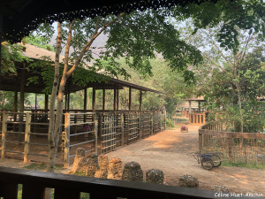 Elephant Nature Park Chiang Mai Thaïlande Asie