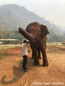 Elephant Nature Park Chiang Mai Thaïlande Asie