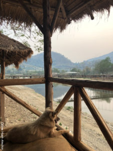 Elephant Nature Park Chiang Mai Thaïlande Asie