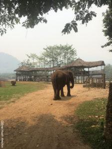 Elephant Nature Park Chiang Mai Thaïlande Asie