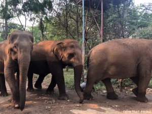 Elephant Nature Park Chiang Mai Thaïlande Asie