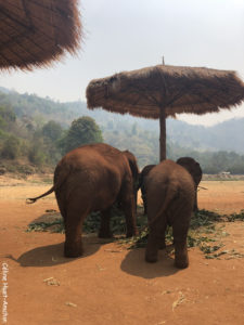 Elephant Nature Park Chiang Mai Thaïlande Asie