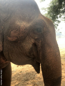 Elephant Nature Park Chiang Mai Thaïlande Asie