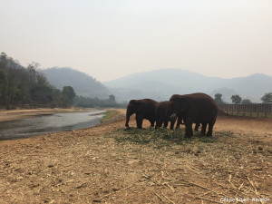 Elephant Nature Park Chiang Mai Thaïlande Asie