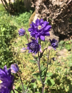 Fleur jardin Joli Papa Bourgogne