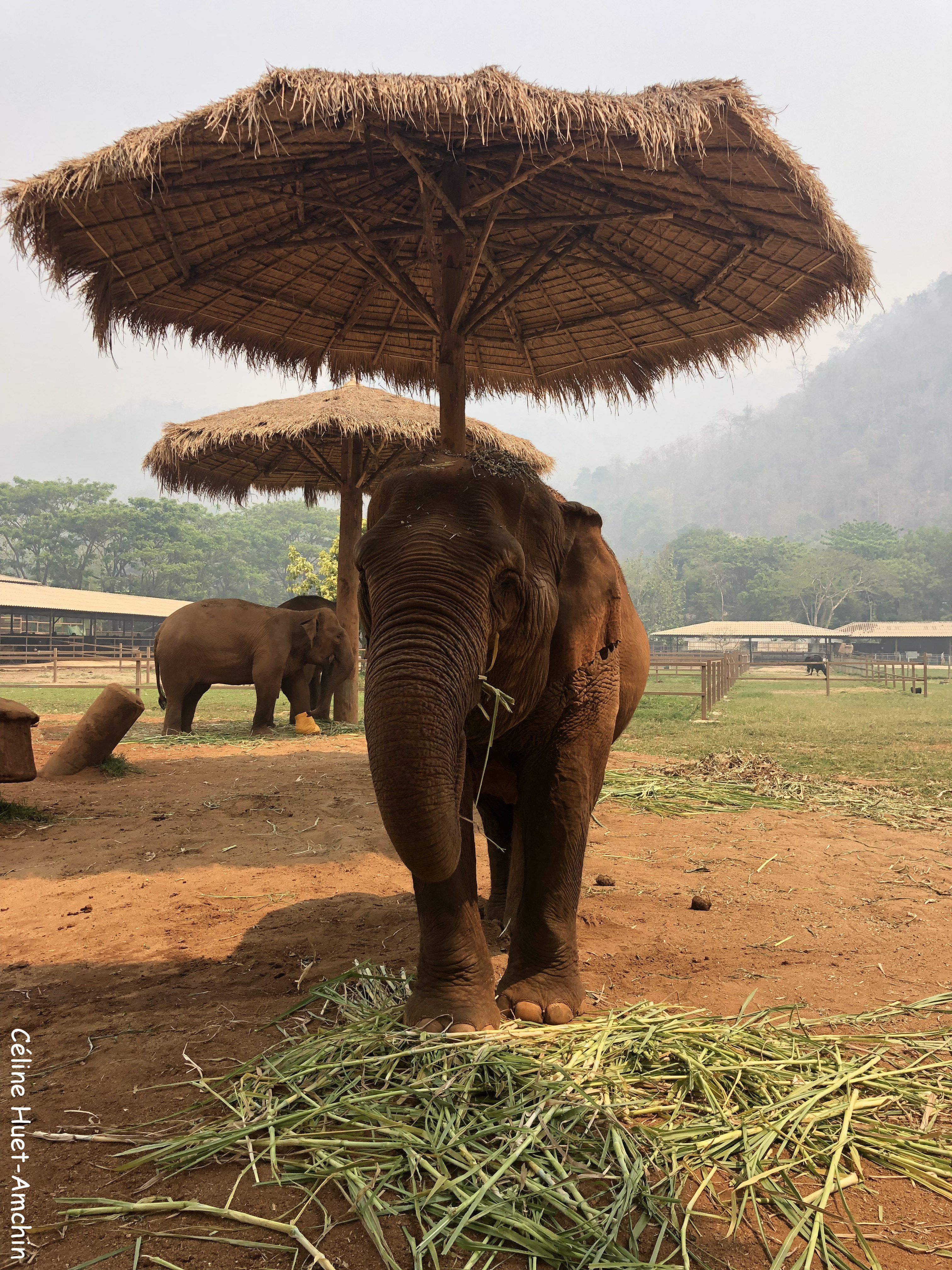 Elephant Nature Park Chiang Mai Thaïlande Asie