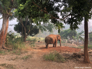 Elephant Nature Park Chiang Mai Thaïlande Asie