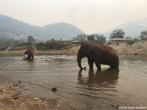 Jokia "ma filleule" et Sri Pai avec son mahout Elephant Nature Park Chiang Mai Thaïlande Asie