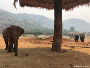 Elephant Nature Park Chiang Mai Thaïlande Asie