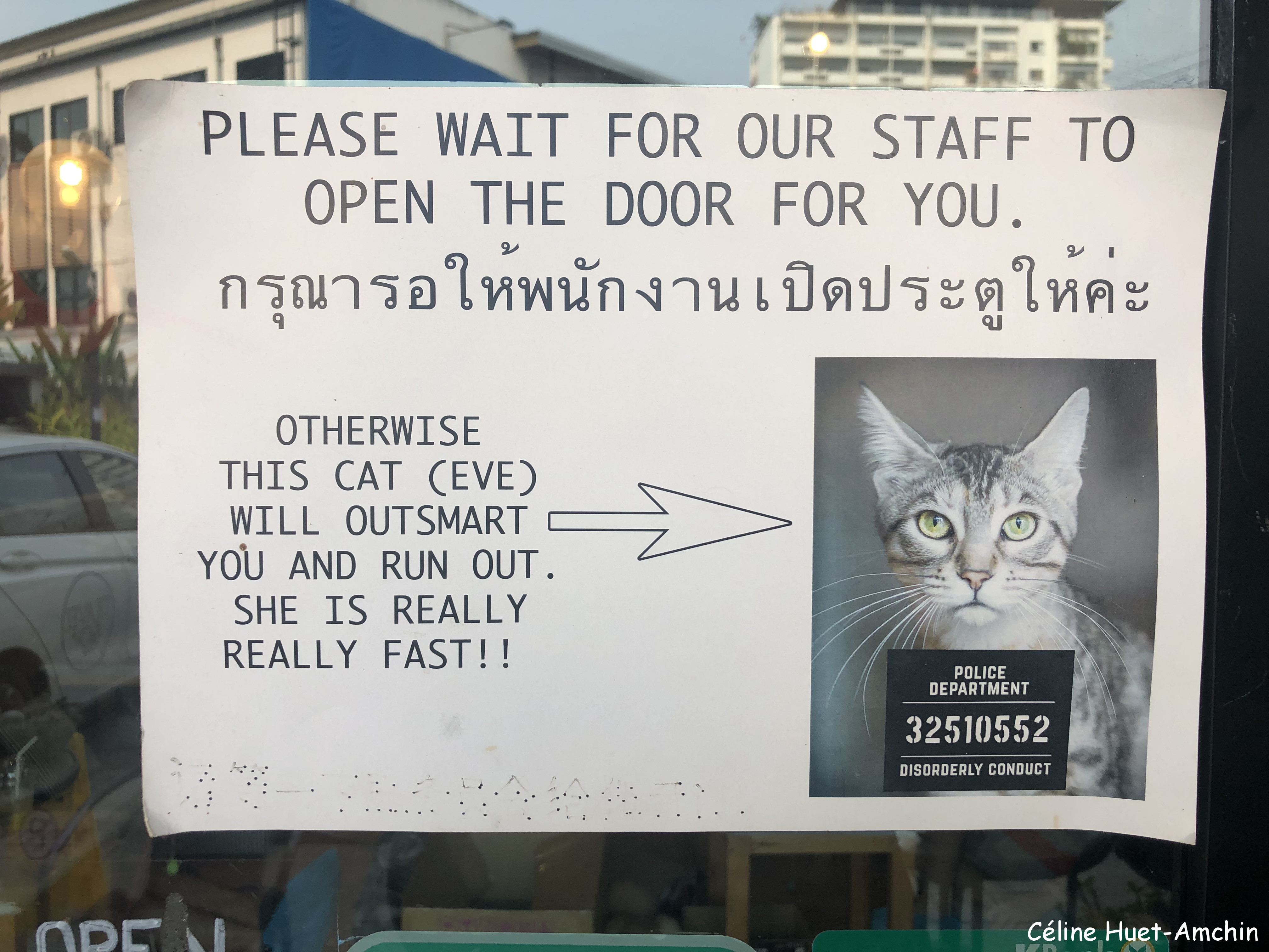 Catmosphère Cat Café Chiang Mai Thaïlande Asie
