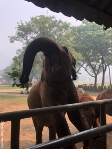 Elephant Nature Park Chiang Mai Thaïlande Asie