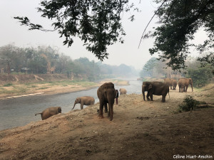 Elephant Nature Park Chiang Mai Thaïlande Asie