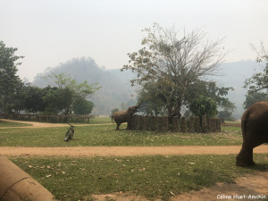 Elephant Nature Park Chiang Mai Thaïlande Asie