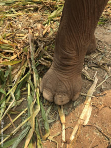 Elephant Nature Park Chiang Mai Thaïlande Asie