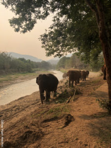 Elephant Nature Park Chiang Mai Thaïlande Asie