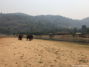 Elephant Nature Park Chiang Mai Thaïlande Asie