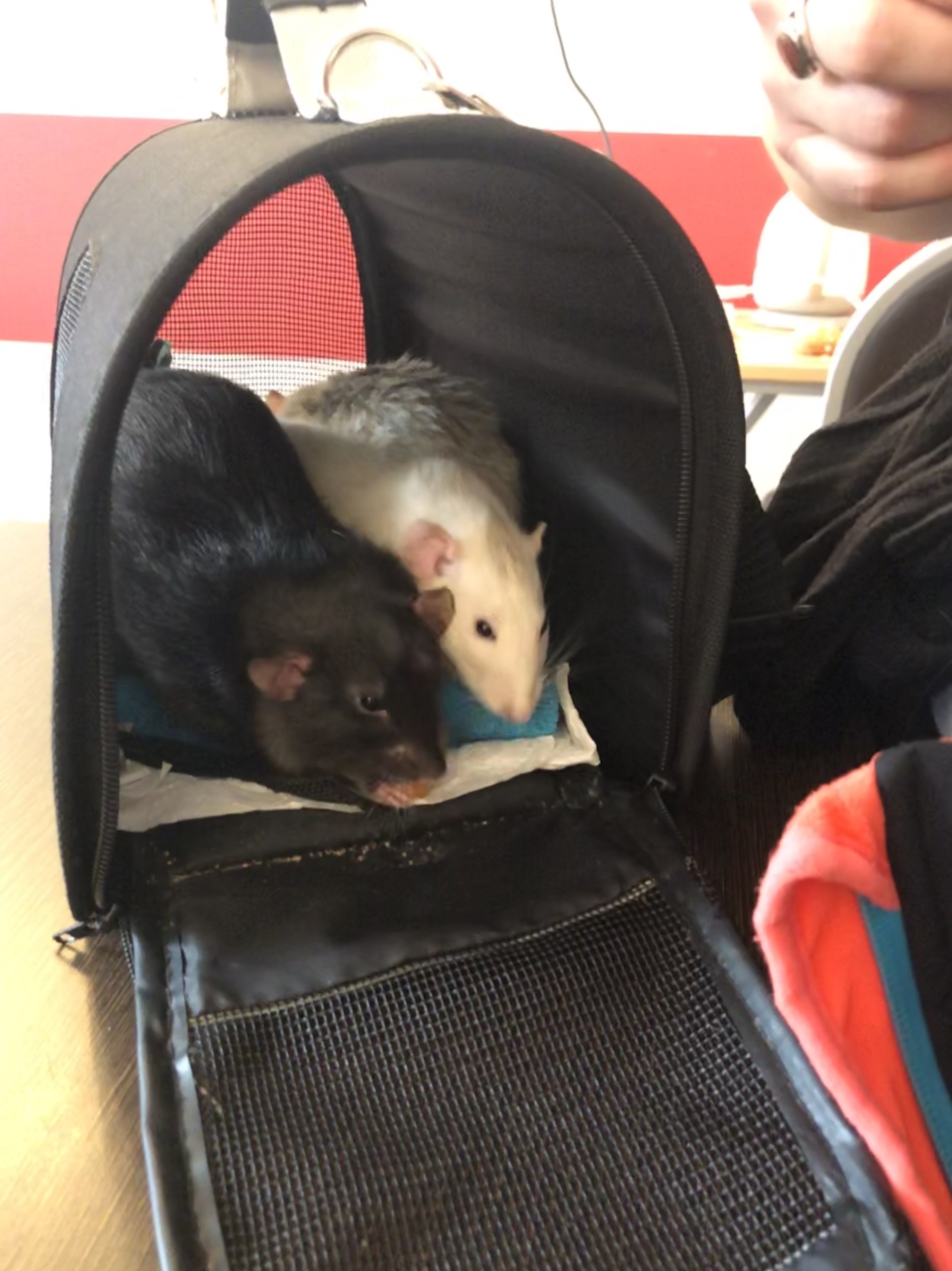 Rats adorables