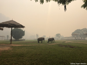 Elephant Nature Park Chiang Mai Thaïlande Asie