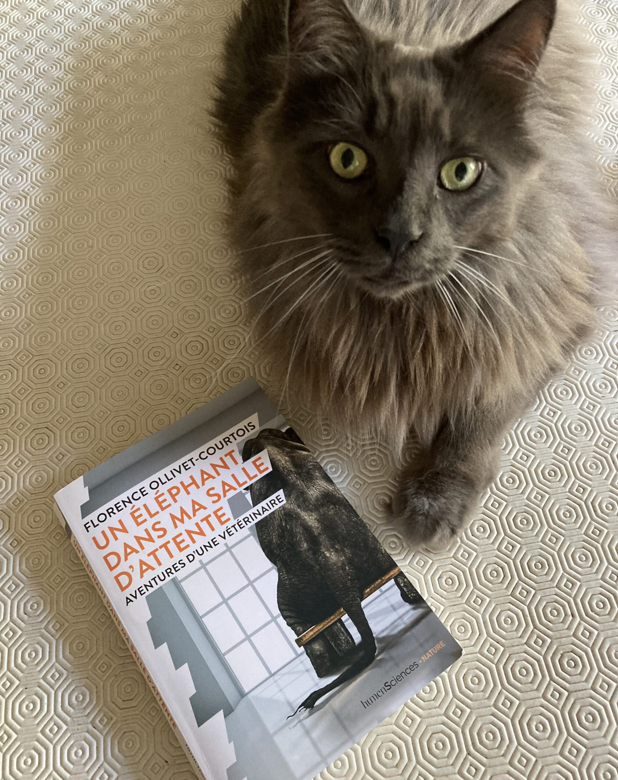 « Un éléphant dans ma salle d&rsquo;attente » de Florence Ollivet-Courtois…